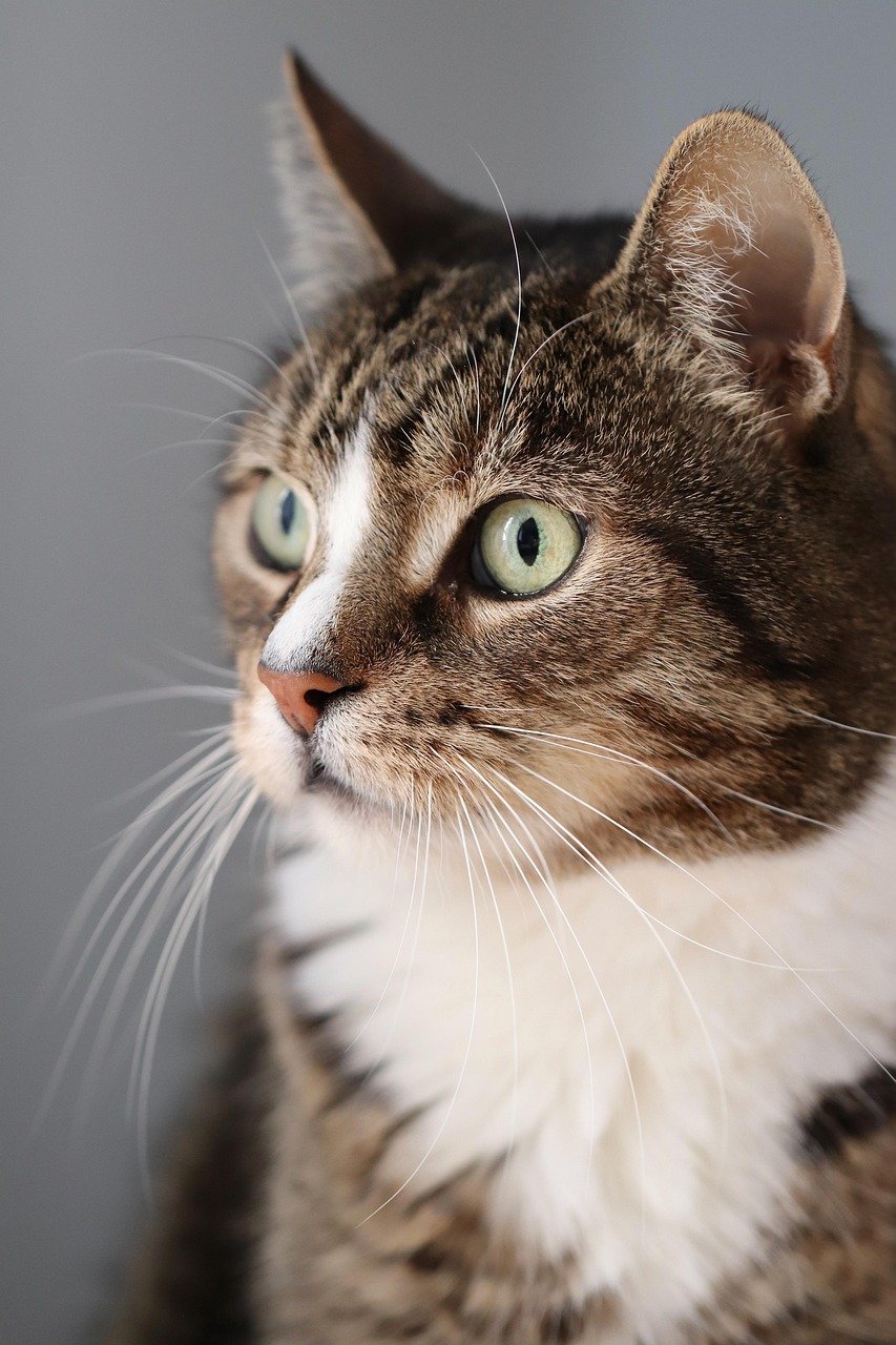 cat, pet, domestic cat, mackerel, cat eyes, cat face, whiskers, nature, domestic animal, animal, cat portrait