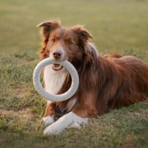 Adorable Border Collie lying on grass with a toy ring, showing playful behavior.