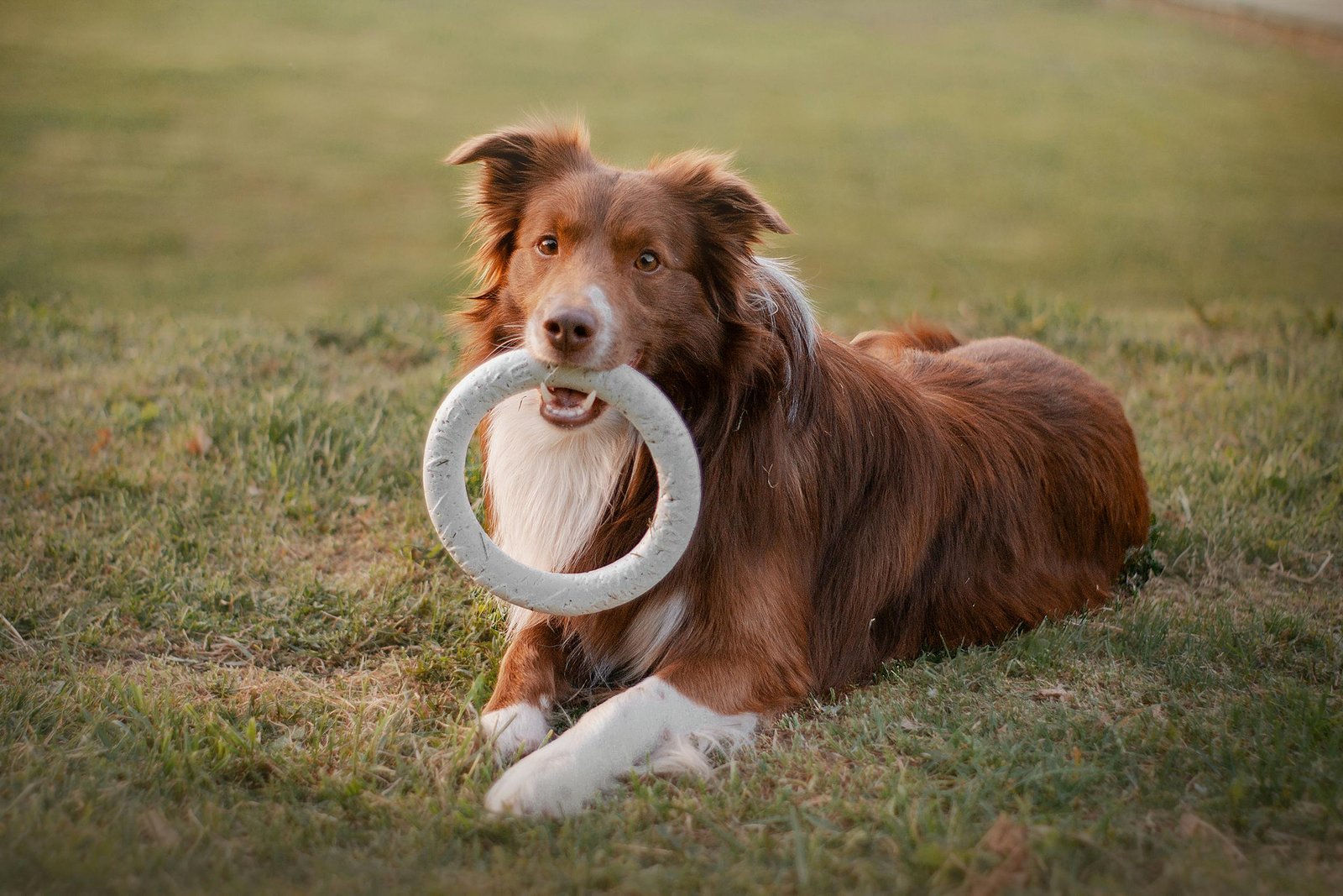 Adorable Border Collie lying on grass with a toy ring, showing playful behavior.