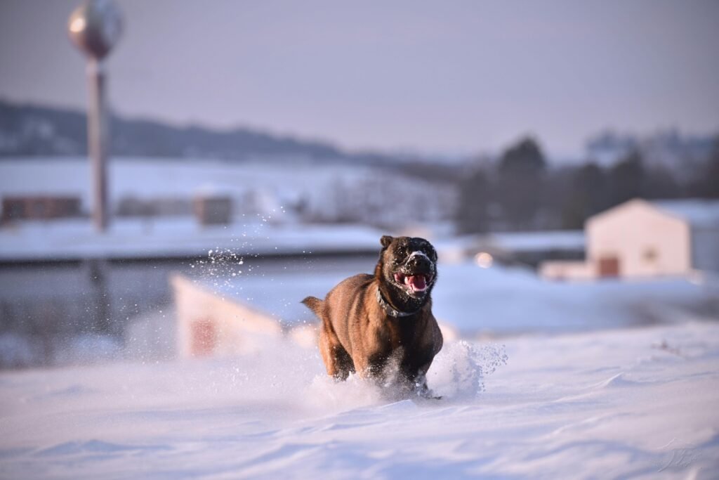 A Belgian Malinois joyfully dashing through a snowy landscape, capturing the essence of winter play.