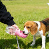 微信图片_2025-11-06_221147_321 Outdoor Pet Water Bottle