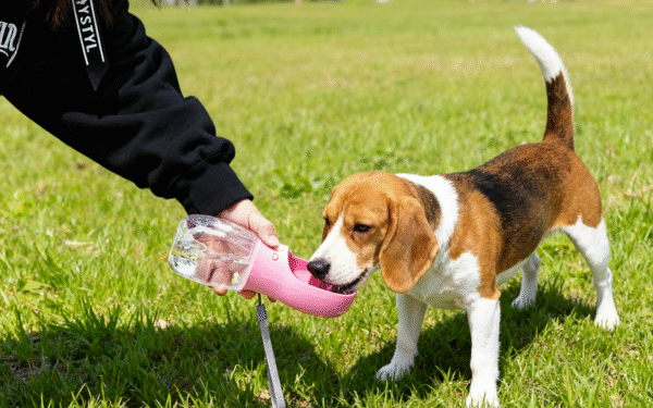 微信图片_2025-11-06_221147_321 Outdoor Pet Water Bottle