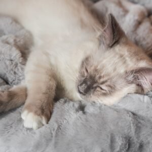 ​  Interactive Scent-Sniffing Plush Book for Dogs/Cats/Rabbits: Treat-Hiding & Slow-Feeder Puzzle Toy with Squeaker