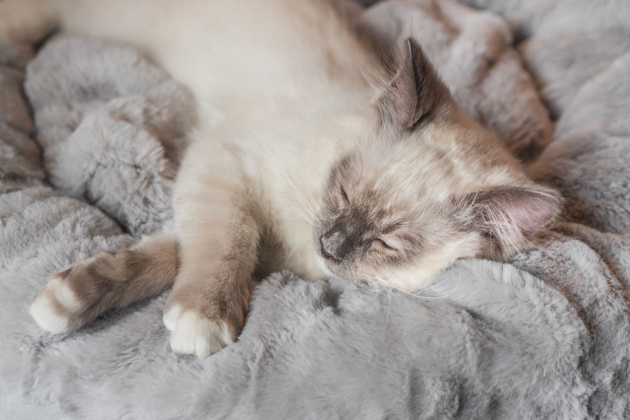 Indoor Cat Bed – Cave Style Cozy Hideaway with Removable Washable Cover & Anti‑Slip Base